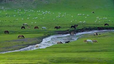 2k实拍新疆草原上悠闲吃草的牛群和羊群视频的预览图